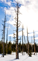 Yellowstone in Winter