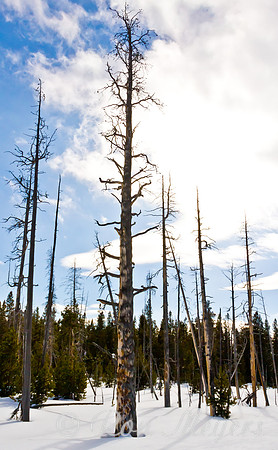 Yellowstone in Winter