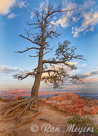 Bryce Viewpoint