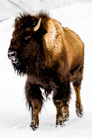 Yellowstone in Winter