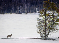 Yellowstone in Winter