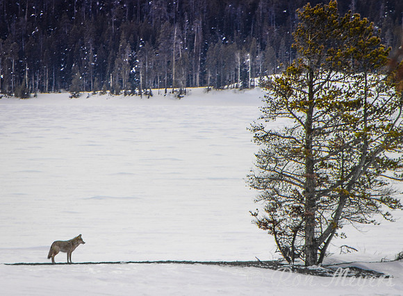 Yellowstone in Winter