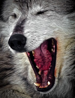 Sleepy Grey Wolf