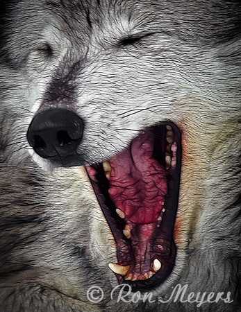 Sleepy Grey Wolf
