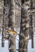 Yellowstone in Winter