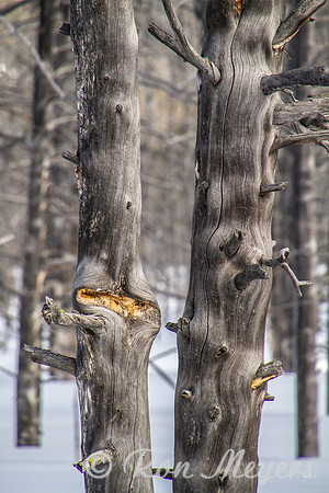 Yellowstone in Winter