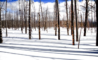 Yellowstone in Winter