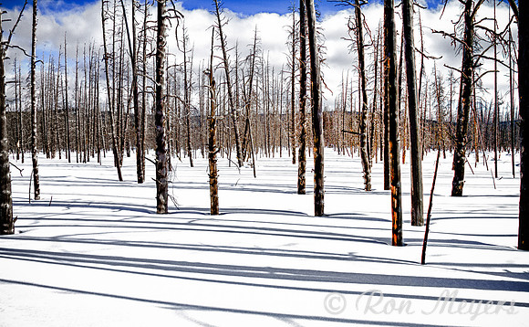 Yellowstone in Winter
