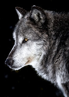 Yellowstone Alpha