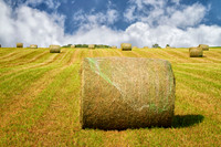 Wisconsin Hay