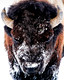 Yellowstone in Winter