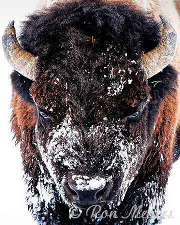 Yellowstone in Winter