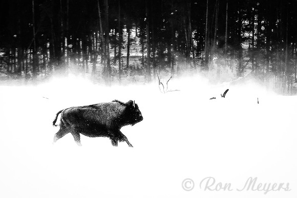Yellowstone in Winter