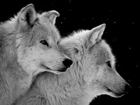 Grey Wolf Hunt