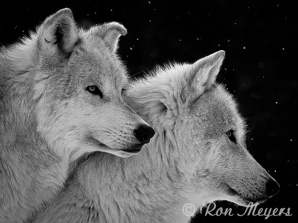 Grey Wolf Hunt