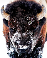 Snow Dozer