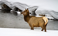 Yellowstone in Winter