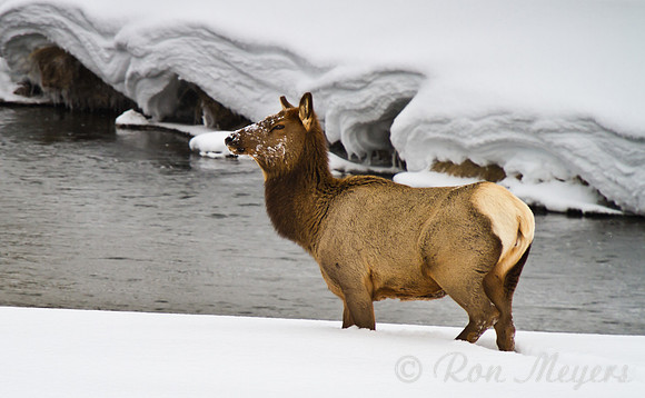 Yellowstone in Winter