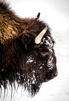 Yellowstone in Winter