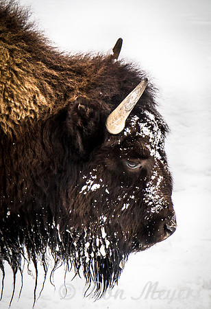 Yellowstone in Winter