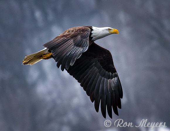 LeClaire Eagle