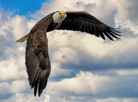 Eagle's Viewpoint