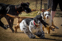 Biscuit Acres