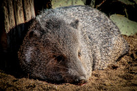 Tulsa Zoo 2014